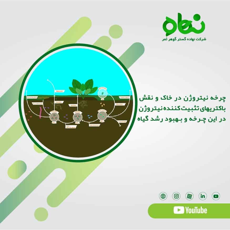 چرخه نیتروژن در خاک